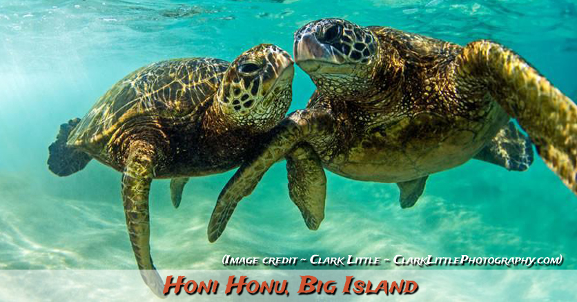 Aloha - Honi - Honu - Turtle - Big Island - Hawaiian Word - Devotional